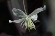 Clematis 'Velvet Night'